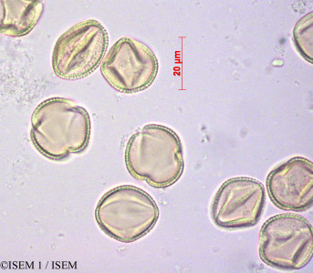 Fraxinus ornus - lame n° 29183